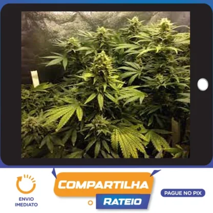 Cultivo Indoor de Plantas Medicinais - Jean Silva